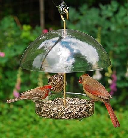 Amazon Com Droll Yankees Bird Feeder Platform Cardinal Bird