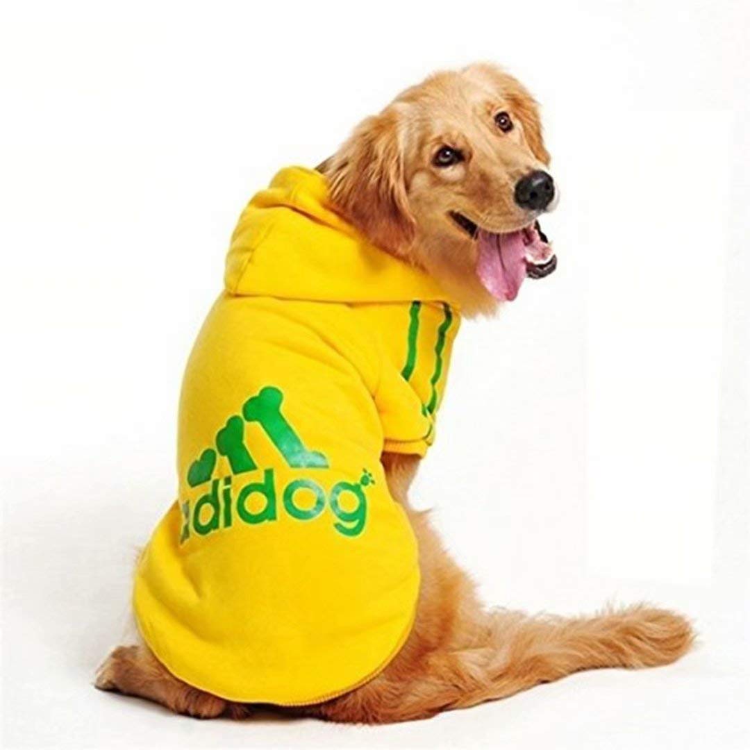 golden retriever puppy in clothes