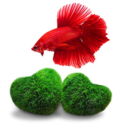 SunGrow 2 Betta Heart Marimos - Beautiful & Rare Aquatic Plants - Pair of 0.6" Heart-Shaped Moss Balls - Low Maintenance Good Luck Charms for Betta Fish Tanks - Creative Addition to DIY Home Decor
