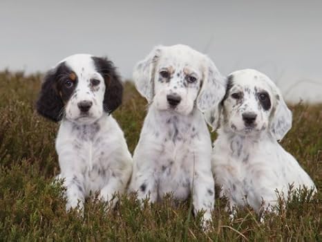 English Setter Puppies By Csp Amazon Ca Office Products