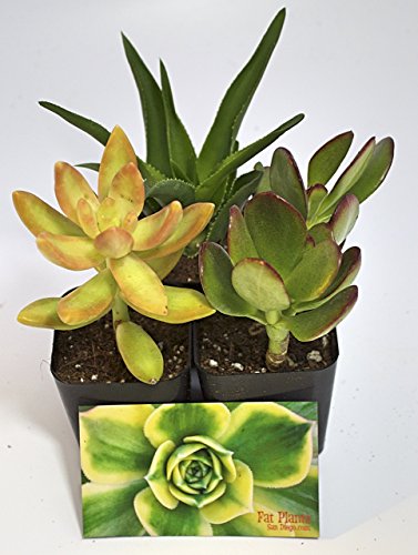 Fat Plants San Diego Miniature Living Succulent Plants in Plastic Planter Pots with Soil - Thumbnail 6