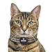 Pawscout Smarter Pet Tag: Cat Version Community Pet Tracker (Bluetooth, not GPS), Medical Profiles, Virtual Pet Leash, Pet Points of Interest