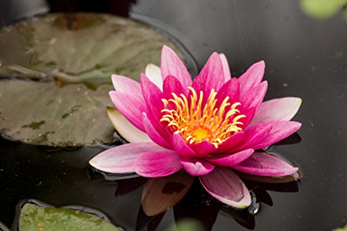 Live Aquatic Hardy Water Lily | Pre-grown, Pre-rooted, Hardy Water Lily for your Pond or Patio Water Garden | Drop-N-Grow Convenience -Red (Nymphaea 'Attraction')