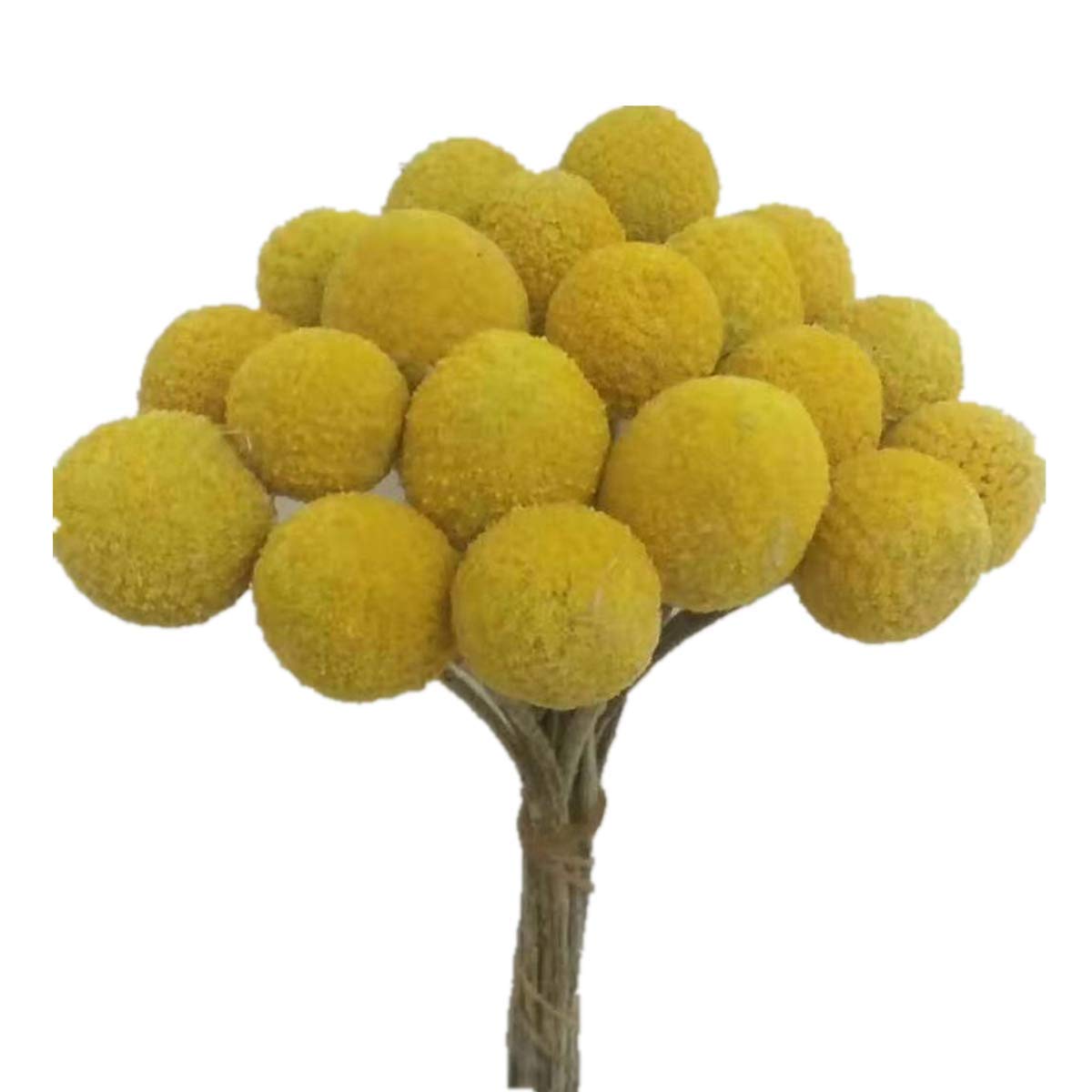 INVISIKAYAK Craspedia globosa Material Flower Immortal Eternal Flowers Gift Valentine… (Dried flowers, 40pcs)