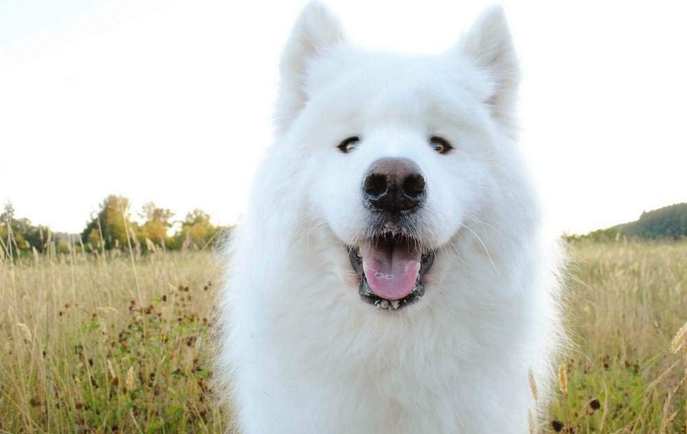 samoyed shepherd