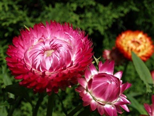 (700 seeds) Helichrysum Bracteatum rose / Straw Flower / Bracteantha bracteata / Xerochrysum bracteatum