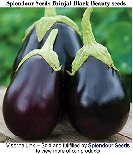 Splendour Seeds Brinjal Black Beauty Seeds (Around 100 Seeds)