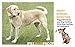 No Bark Collar [Latest Version] EasePet Electric Shock Dog Training No Barking Collar Beep / Vibration / Safe Shock / Sensitivity Control Rechargeable Anti Bark Collar for Small Medium Large Dogs