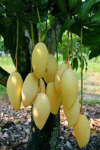 Mphmi Rare Banganapalle mango The King of Mangoes Mango fruit Plant (1 Healthy Plant