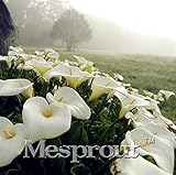 New true calla lily Seeds 100PCS