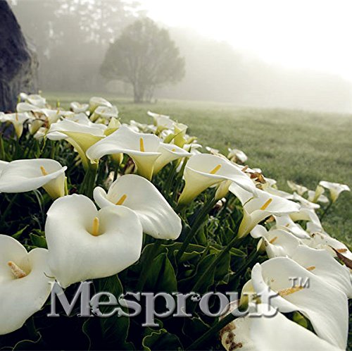 New true calla lily Seeds 100PCS New true calla lily Seeds 100PCS