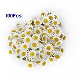 Supla 100Pcs Artificial Silk Gerbera Daisy Flower Heads 1.5 inch DIY Wreath Gift Box Scrapbooking Craft (without stem) (white)