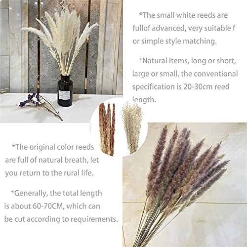 60pcs Natural Dried Pampas Grass 15Pcs White Pampas & 15Pcs Brown Pampas & 30Pcs Pampas Reeds, Beautiful Pampas Grass Decor, Ideal for Home Decor, Wedding Decor (Three-Colors, 60Pcs)