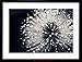 PHOTO NATURE PLANT FLOWER BLACK WHITE BEAUTIFUL HOME FRAMED PRINT F12X4247