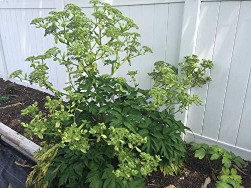 Angelica keiskei koidzumi - 15 Seeds - Ashitaba - Longevity Herb - Rare