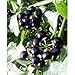*Seeds and Things Garden Huckleberry Bush 35 Seeds