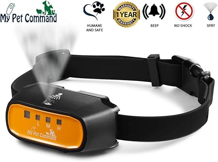 fennec fox chihuahua