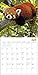 Red Pandas Wall Calendar