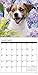Just Jack Russells 2017 Calendar