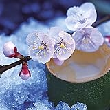 Image de Zen Flowers (160157) (English, Spanish, French, Italian and German Edition)