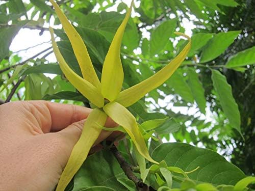 Organic Seeds: 401 Perfume Ylang-ylang Fresh Seed*Cananga *cananga *ilang-ilang by Farmerly