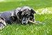 Top Dog Chews 6” Bully Sticks –100% Natural, Grass-Fed Beef from Free-Ranging Cattle, 25 Pack, Long Lasting Dog Treats. Ideal for Chewing, Healthy Teeth & Gums