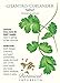 Coriander Cilantro Sabor Heirloom Seeds 350 Seeds