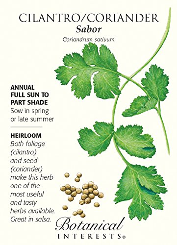 Coriander Cilantro Sabor Heirloom Seeds 350 Seeds Coriander Cilantro Sabor Heirloom Seeds 350 Seeds