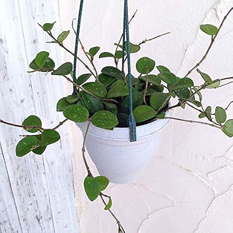 Amazon ホヤ マチルダ4号吊り鉢入り セルペンス カルノーサ 観葉植物 オンライン通販 Amazon ホヤ マチルダ4号吊り鉢入り セルペンス カルノーサ 観葉植物 オンライン通販