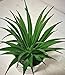 Pretty Home Potted Artificial Succulent Plants, Set of 3, Tile Pattern Pots