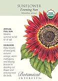 Evening Sun Sunflower - 30 Seeds - Organic