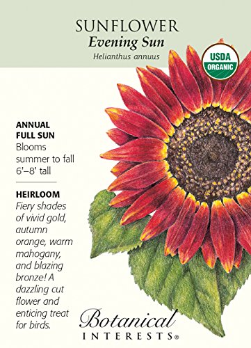 Evening Sun Sunflower - 30 Seeds - Organic Evening Sun Sunflower - 30 Seeds - Organic
