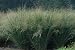 Seeds and Things Switchgrass "Sunburst "Panicum Virgatum Native. 1,000+ Seeds an Upright Bunch-type Grass That Spreads By Short Rhizomes and Grows From 4 Ft. To 6 Ft. Tall. Blooms From July to September. Drought Tolerant. Very Hardy.