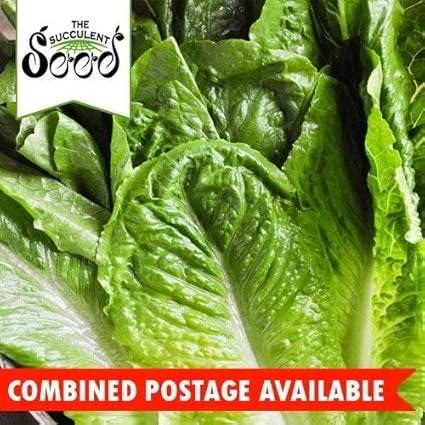 Amazon Com Lettuce Little Gem Cos 1500 Seeds Bulk Heirloom