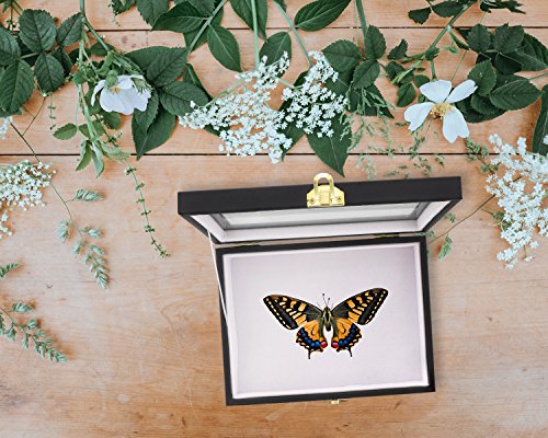 1 Insect+Display+Case+Window+Collecting