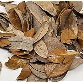 Live Oak Leaf Litter Hand Packaged Terrarium Bedding Isopod Dart Frog Substrate (1 Gallon)