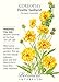 Double Sunburst Coreopsis Seed - 800 mg