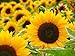 Jonsteen Company - Giant Sunflower Kit - Hundreds of Jumbo Sun Flower Seeds for Planting - Yields Edible Seed