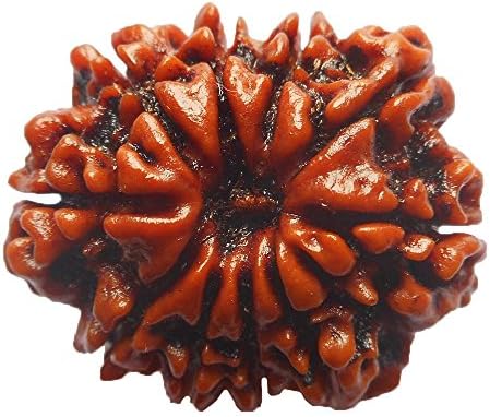 10 Mukhi Rudraksha NEPAL Certified 24.30mm | 3.97gms Ten Face Rudraksh Bead