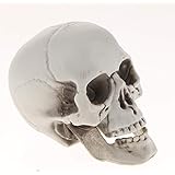 Candles, Herbs, and Oils: Tools of Voodoo Rituals and Their Uses 4 51D6THPBKQL. AC UL160 SR160,160 Candles, Herbs, and Oils: Tools of Voodoo Rituals and Their Uses