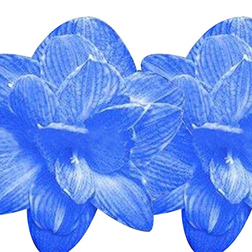 2 Pcs Amaryllis Hippeastrum Home Balcony Garden Plants Flower Plants Seeds 2 Pcs Amaryllis Hippeastrum Home Balcony Garden Plants Flower Plants Seeds