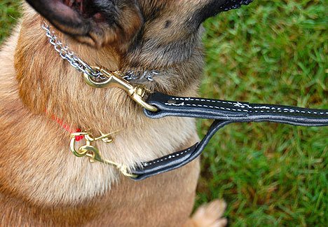 leerburg prong collar