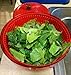 Red Salad Spinner (Small), Apple-Shaped, 3 Quart by Beautiful Life