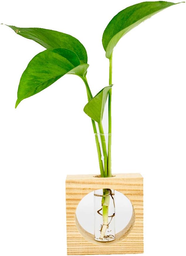 AWEVILIA Plants Planter Terrariums Office Desk Plants Terrarium Table Decor