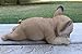 French Bulldog Puppy Dog Sleeping on Tummy