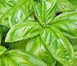 Basil, Italian Large Leaf, Heirloom, Organic 25+ Seeds, Great Fresh/Dried Herb