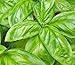 Basil, Italian Large Leaf, Heirloom, Organic 25+ Seeds, Great Fresh/ Dried Herb