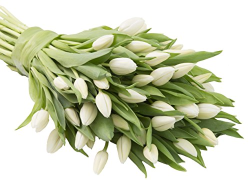 Farm2Door: 50 White Tulips Fresh from Holland - Farm Direct Wholesale Fresh Flowers