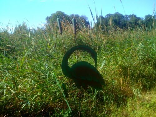 Egret in Cattails