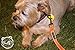 Buddy & Co. Nylon Dog Leash with Reflective Stitching for Nighttime Visibility (3/4-Inch Wide, 6ft Long) - Best for Small to Medium Dogs - Hot Orange Color